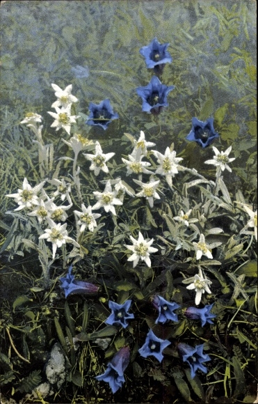 Postcard Nenke and Ostermaier series 507, edelweiss, gentian, Leontopodium alpinum, Gentiana acaulis