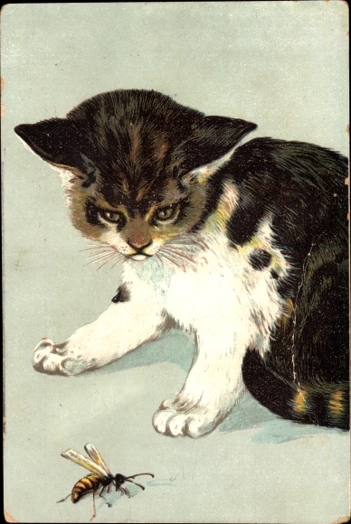 Artist Postcard Kitten observes a wasp
