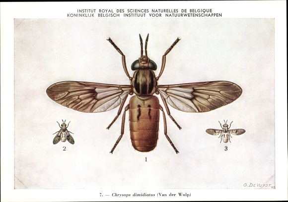 Artist PC Devuyst, Chrysops dimidiatus, horsefly