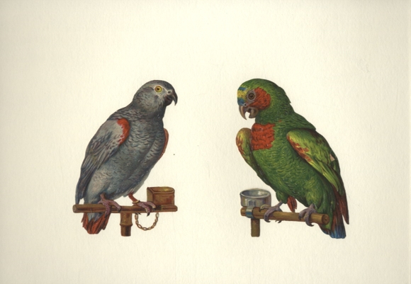 2 wafers, a grey parrot and a rose-faced lovebird sitting on a perch, size approx. 12 x 8 cm each