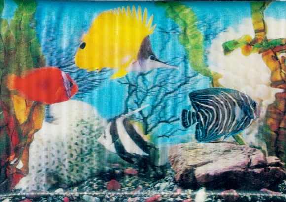 3-D Postcard Different colored fish in the aquarium, stones, corals, water plants
