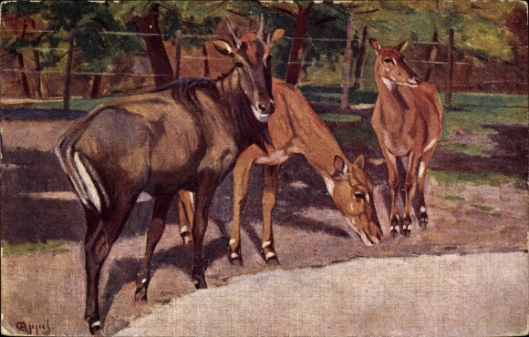 Artist Postcard Zoological Park, Antelopes