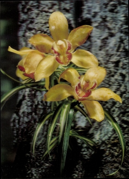 3 D Postcard Orchid, orchids, blossoms