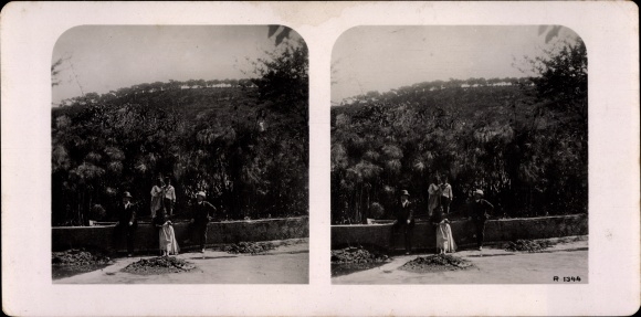 Stereo photo Algiers Alger Algeria, Papyrus in the Garden of Essai