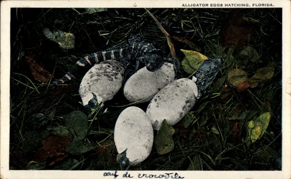 Postcard Florida USA, Alligator eggs hatching, schlüpfende Alligatoren
