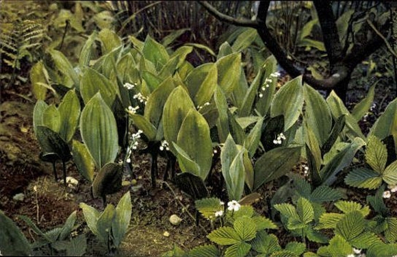 7 AK in the envelope, Medicinal Plants II. Series by Josef Ostermaier