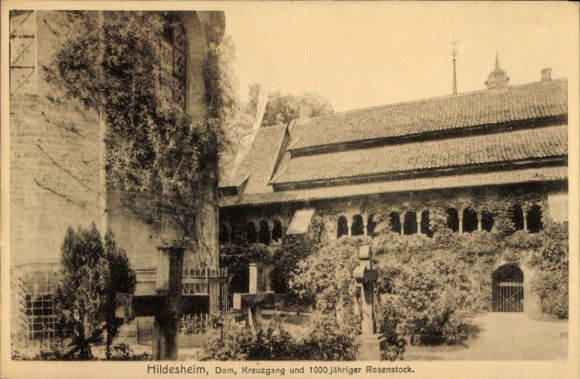 Postcard Hildesheim in Lower Saxony, Cathedral, Cloister, 1000 year old rosebush