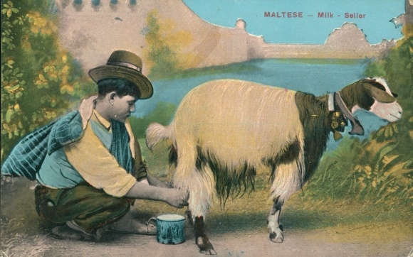 Postcard Malta, man milking a goat, milk seller