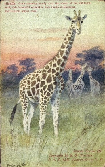 Artist Postcard Wildlife in Africa, Giraffes
