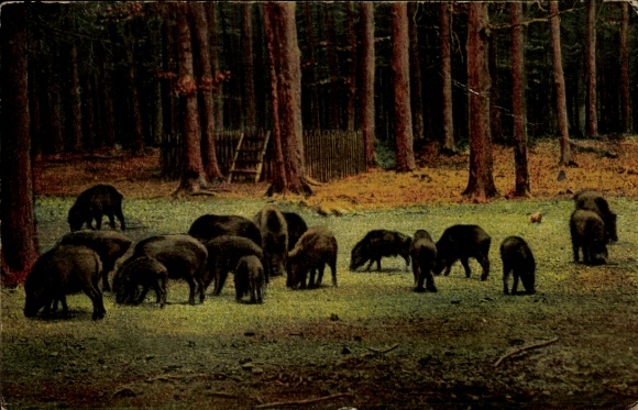 Postcard Wild Boars in the Harz