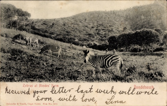 Postcard Rondebosch Cape Town Cape Town South Africa, Zebras on the Rhodes Farm