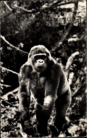Ah Gorilla, Tiger portrait, Affe