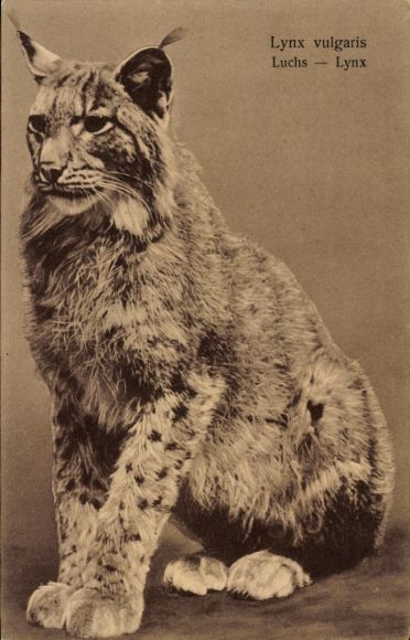 Postcard Lynx vulgaris, Common lynx, big cat, thick fur