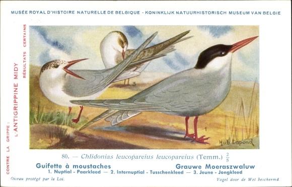 Artist PC Dupond, Hub., Chlidonias leucopareius, Gray Tern