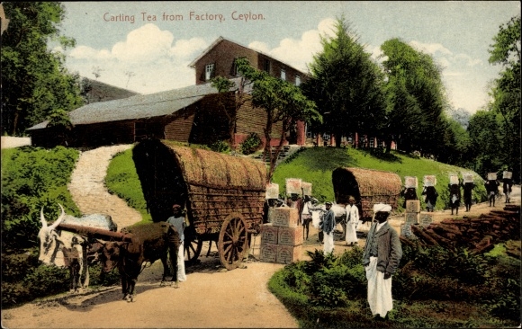 Postcard Ceylon Sri Lanka, Carting Tea from Factory