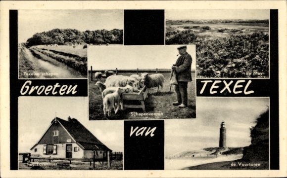 Postcard Texel North Holland Netherlands, shepherd with flock of sheep, house, lighthouse, landscape