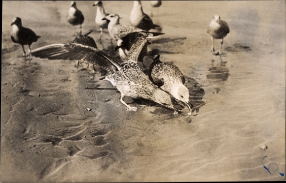 Postcard Baltrum, seagulls on the beach