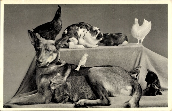Ak Tierfreundschaften, Hund, Katze, Kaninchen, Taube