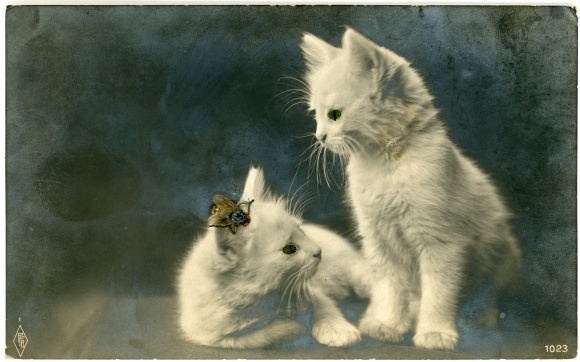 Postcard Two white cats, bow tie, cat portrait