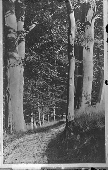17 Negative Timmendorfer Strand, Dampfer, Strand, Promenade, Allee