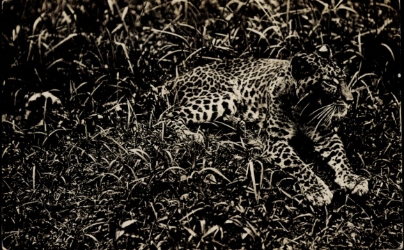 Postcard Indonesia, Leopard