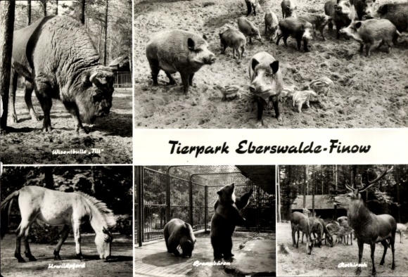 Ak Eberswalde im Barnim, Tierpark, Wildschweine, Wisentbulle, Urwildpferd, Braunbären, Rothirsch