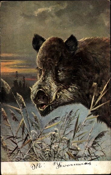 Artist Postcard Müller, M., Wild boar in nature