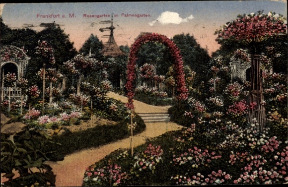 Ak Frankfurt am Main, Rosengarten im Palmengarten
