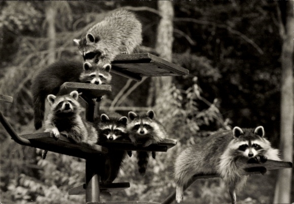Postcard Finow Eberswalde in der Mark, zoo, raccoons