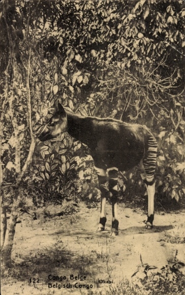 Postal stationery PC Belgian Congo, okapi, forest giraffe