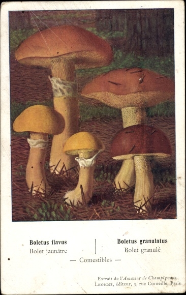 Grzyby borowik szlachetny, Boletus flavus, Boletus granulatus