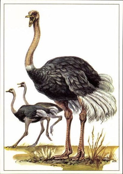 12 PCs in the envelope, African steppe animals, trading card series Bild und Heimat