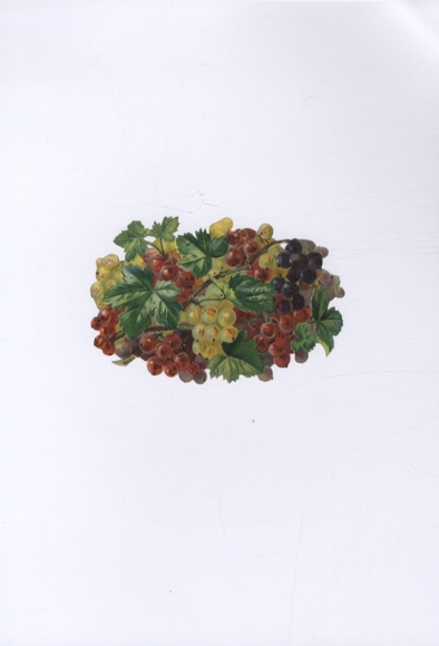 Oblate rote, schwarze, weiße Johannisbeeren, ca. 8 x 12 cm