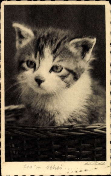 Ak kat uit de kattencollectie van Lotte Herrlich