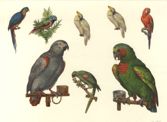8 wafers parrots, approx. 12 x 8 cm to 6 x 3 cm