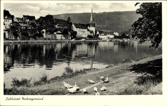 Ak Neckargemünd am Neckar, Städtische Ansicht, Kirche, Flusslandschaft, Enten am Ufer