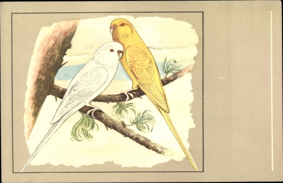Postcard Albino and Lutino budgerigars