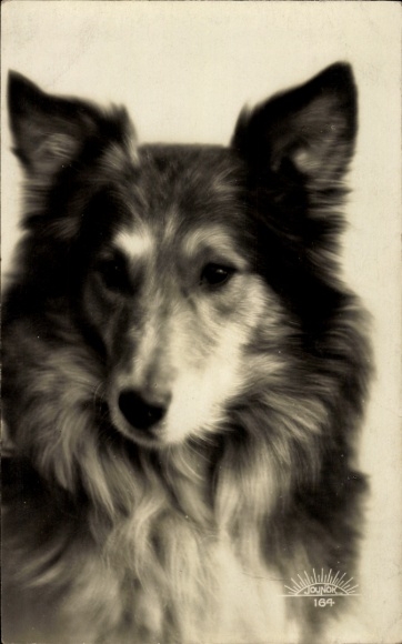 Ak Hund, Collie, Portrait