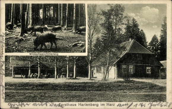 Postcard Elbingerode Oberharz am Brocken, Forsthaus Hartenberg, wild boar feeding