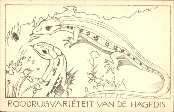 Postcard Lizards, Reptiles