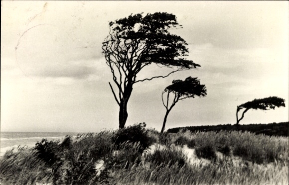 Postcard Ostseebad Zingst, wind refugee