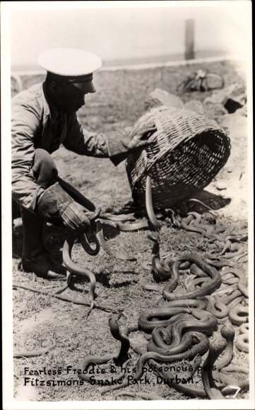 Photo Postcard Durban South Africa, Freddie and his poisonous pets, Fitzsimons Snake Park