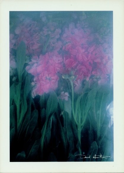 Postcard photographer David Hamilton, bouquets, flowers
