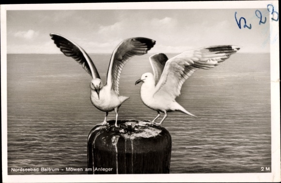PC Baltrum, seagulls on the facility