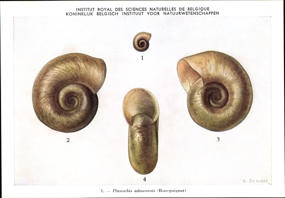 Artist Postcard Planorbis adouensis, plate snail, Royal Institute of Natural Sciences of Belgium