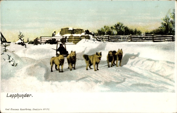 Postcard Lapland, sled dogs, snow