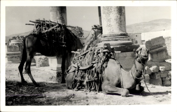Postcard Resting camels, columns, ruins