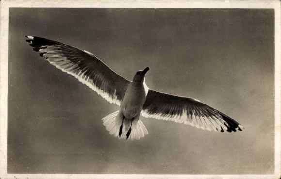 Postcard Norderney in East Frisia, seagull in flight