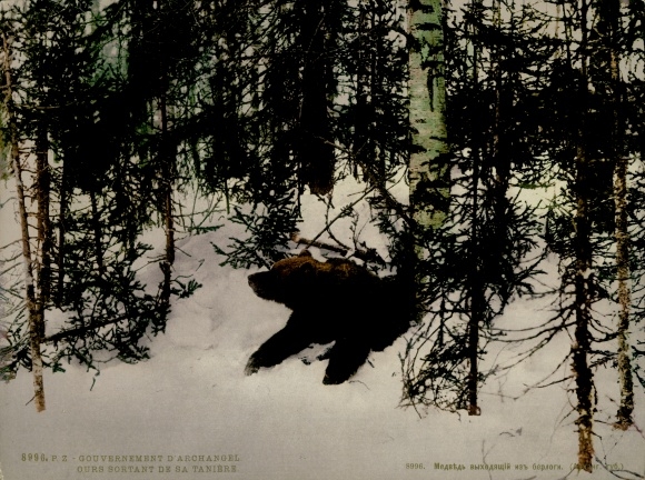 Photo Russia, Forest near Arkhangelsk, Bär