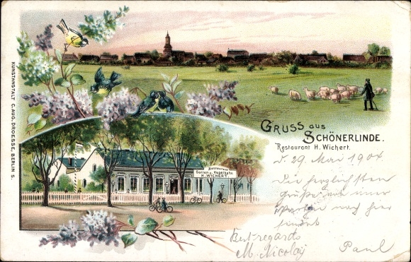 Chromo-Litho Schönerlinde Wandlitz in the district of Barnim, Restaurant H. Wickert, flock of sheep with shepherd